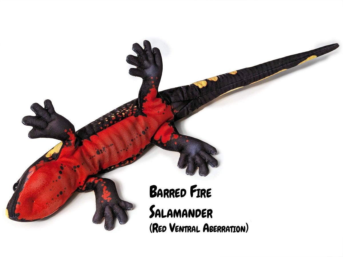 Salamandra Species — PALÆOPLUSHIES
